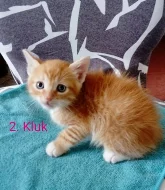 Daruji velikonoční koťátka