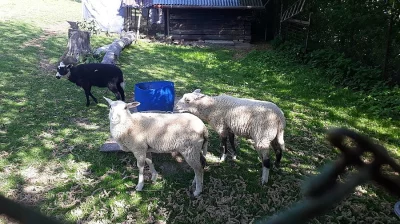 Jehňata