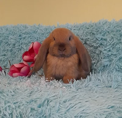 Zakrslí MINI beránci MINILOP s VP-rodiče 1,3 kg MAX.