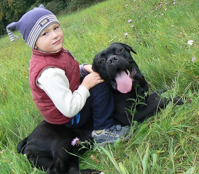 Cane Corso štěňátka super cena!!