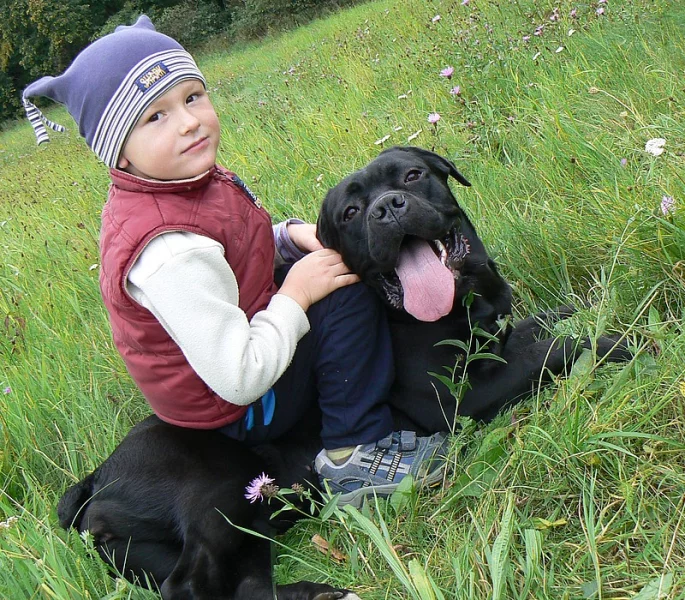 Cane Corso štěňátka super cena!!