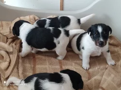 foxterier hladkosrstý