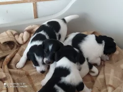 foxterier hladkosrstý