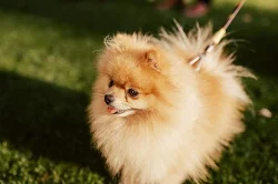 Teddy the pom - pomeranian ke krytí
