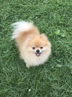 Teddy the pom - pomeranian ke krytí