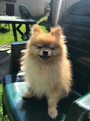Teddy the pom - pomeranian ke krytí