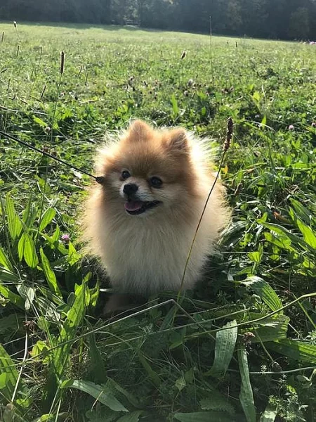 Teddy the pom - pomeranian ke krytí