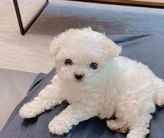 domácí odchov psů a fen štěňat Bišonka,