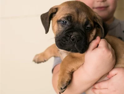 Cutie Bullmastiff Štěňata