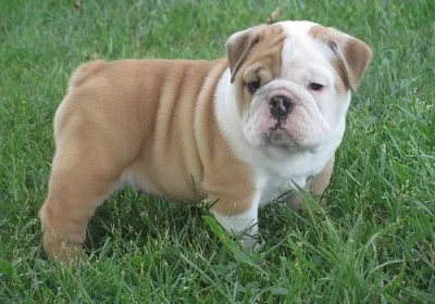 Roztomilá štěňátka anglického buldoka a feny k dispozici.