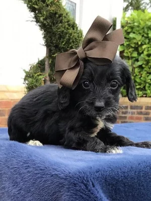 Nádherný! F1 Cockapoo štěňata,