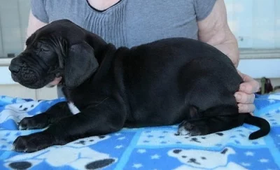Roztomilá štěňata německé dogy.