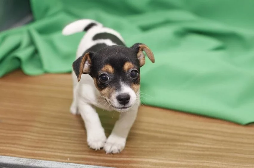 Dvě štěňata Jack Russell teriéra,