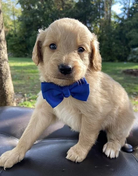 Roztomilá štěňátka labradoodle,