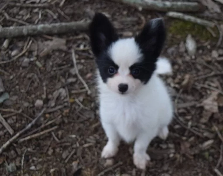 Překrásní štěňátka pejska a fenky Papillona