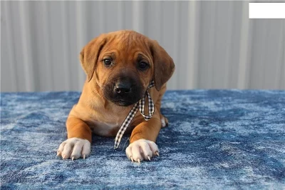 Štěňata Rhodéského ridgebacka
