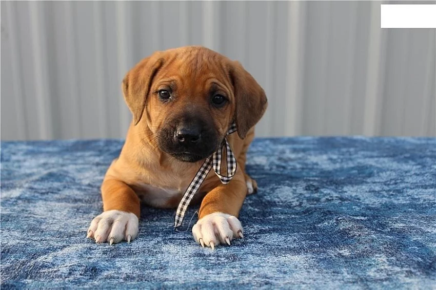 Štěňata Rhodéského ridgebacka