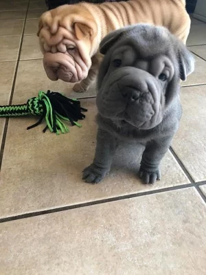 Krásná čínská štěňata Shar-Pei,
