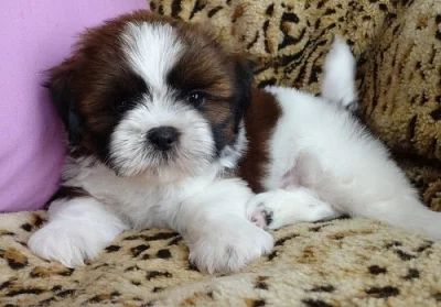 Milující štěňata shih-tzu,