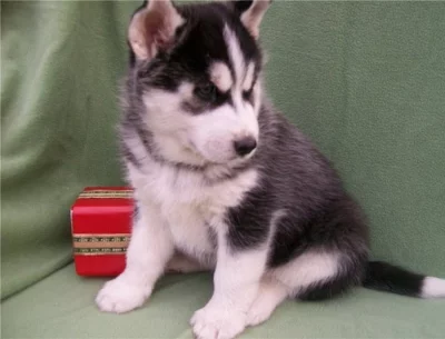 Špičková štěňata pejska a fenky sibiřského huskyho.