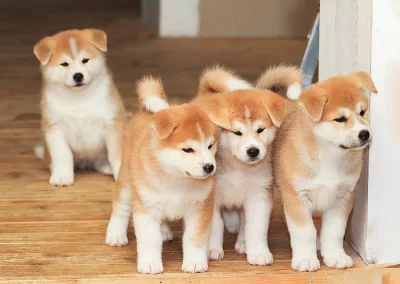 Krásná štěňátka Akita