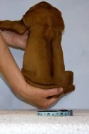 Rhodéský ridgeback - štěně s PP