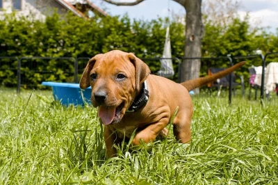 Rhodéský ridgeback - štěně s PP