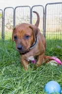 Rhodéský ridgeback - štěně s PP