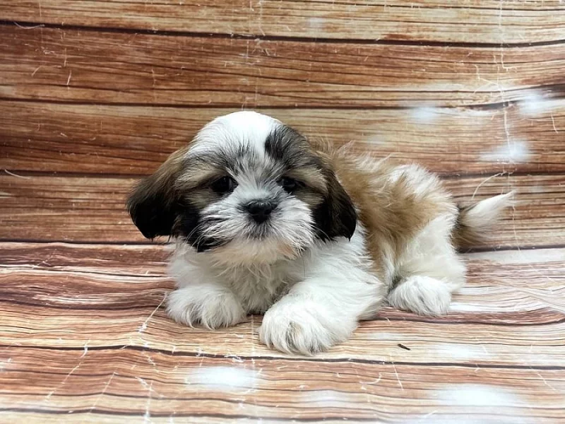 Krásná štěňátka Shih Tzu pro dobrý domov