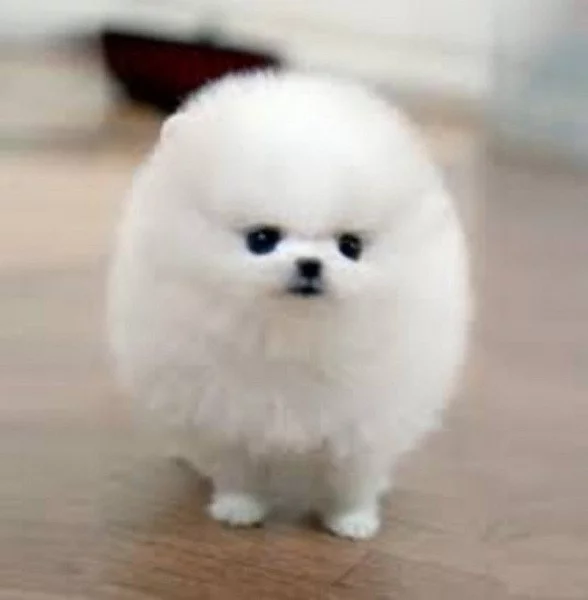 Úžasná šálek pomeranianská štěňata