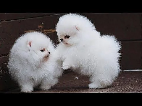 Krásný čajový šálek pomeranianská štěňata