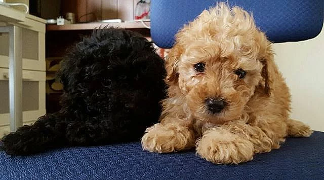 Štěňata miniaturního pudla jsou připravena