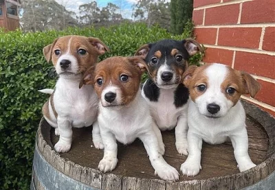 Dvě štěňata Jack Russell teriéra