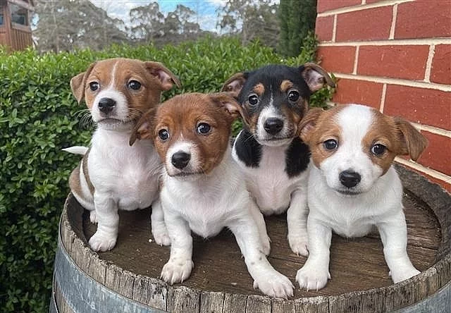 Dvě štěňata Jack Russell teriéra