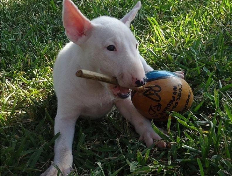 štěňata bulteriéra a pejska k adopci