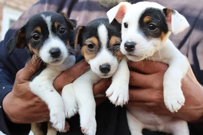 Dvě štěňata Jack Russell teriéra