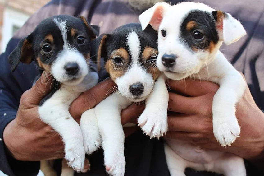 Dvě štěňata Jack Russell teriéra