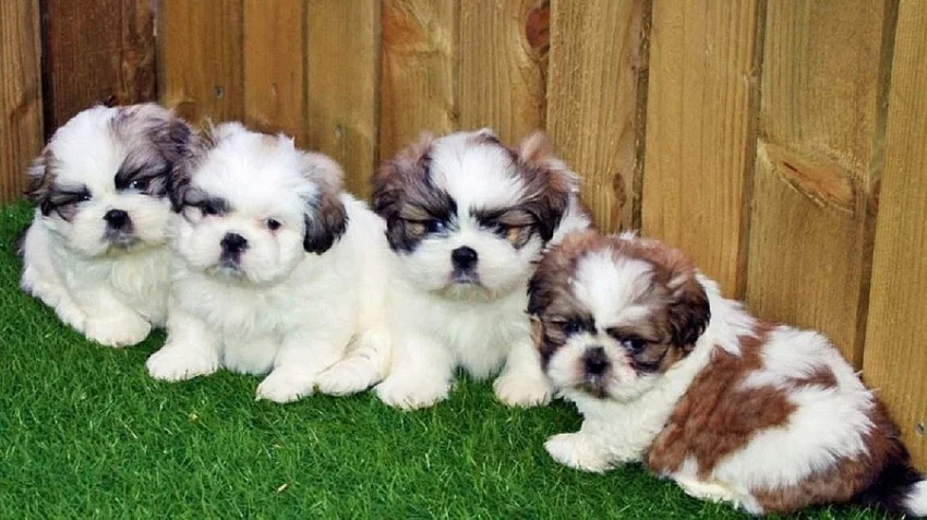 Krásná štěňátka Shih Tzu pro dobrý domov