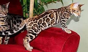 Kvalitní bengálská koťata pro návrat do domova