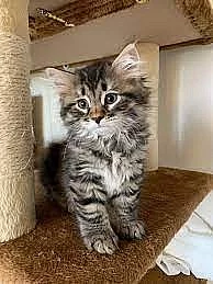 Mám k dispozici krásná sibiřská koťátka