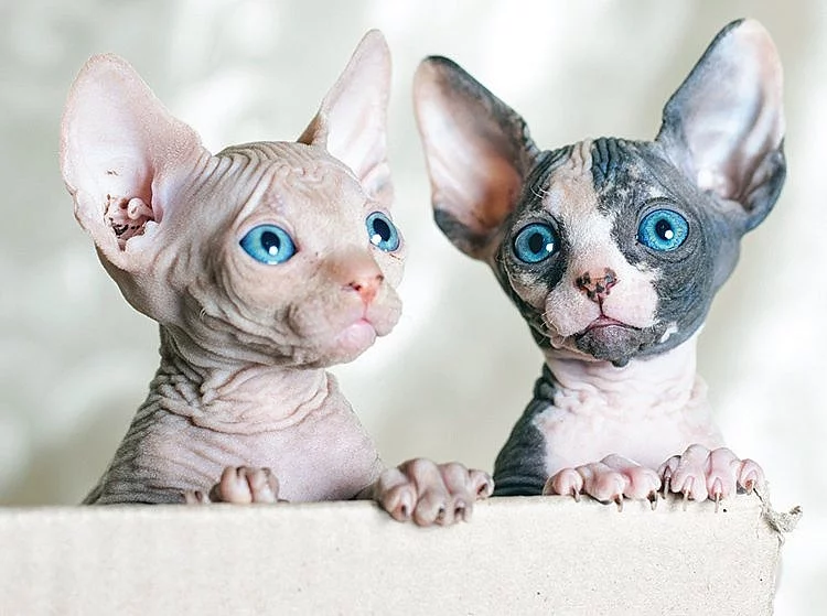 Odvážná a vrásčitá koťata Sphynx
