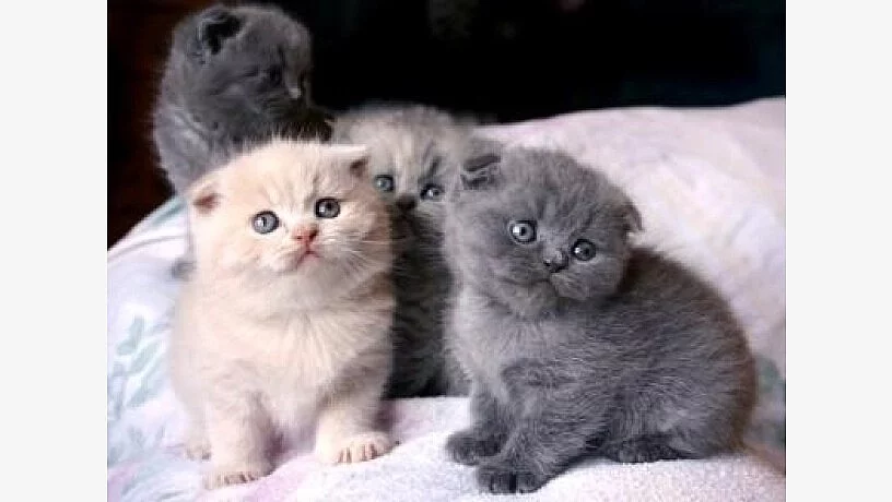 Zdraví Scottish Fold Koťata, pejsci i fenky připraveni