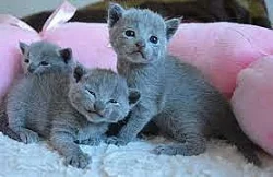 Ruská modrá koťátka pro dobré domovy pro pejsky i fenky mi n