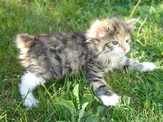 Sladká a milá japonská koťata bobtail tica