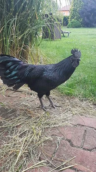 Násadová vejce Ayam Cemani