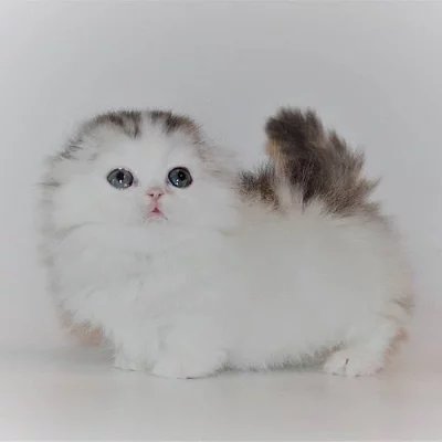 Koťátka Tica Munchkin nyní k dispozici