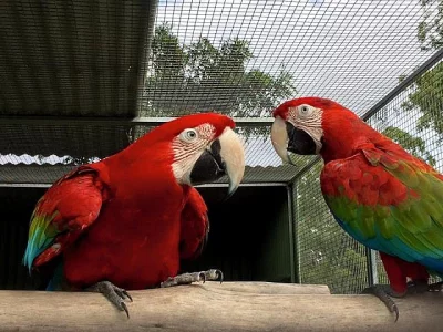 K dispozici papoušci papoušci ara zelenokřídlí