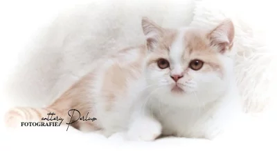 Britský kocourek k odběru