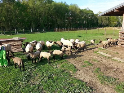Jehňata Suffolk- otec 100% plemenný beran