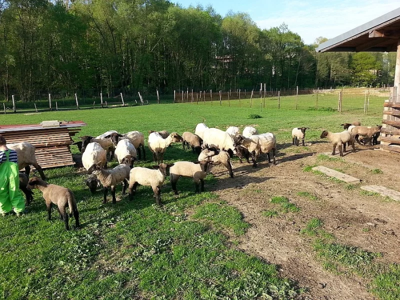 Jehňata Suffolk- otec 100% plemenný beran